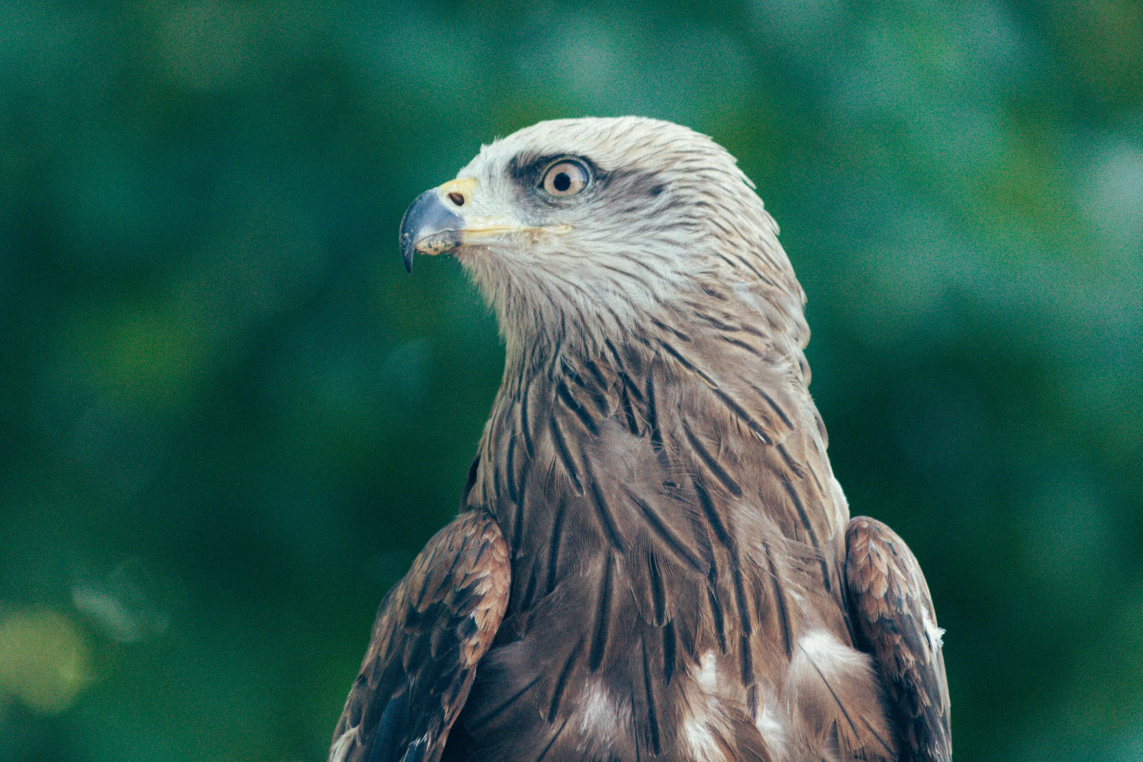 NATURALEZA - Capture 6