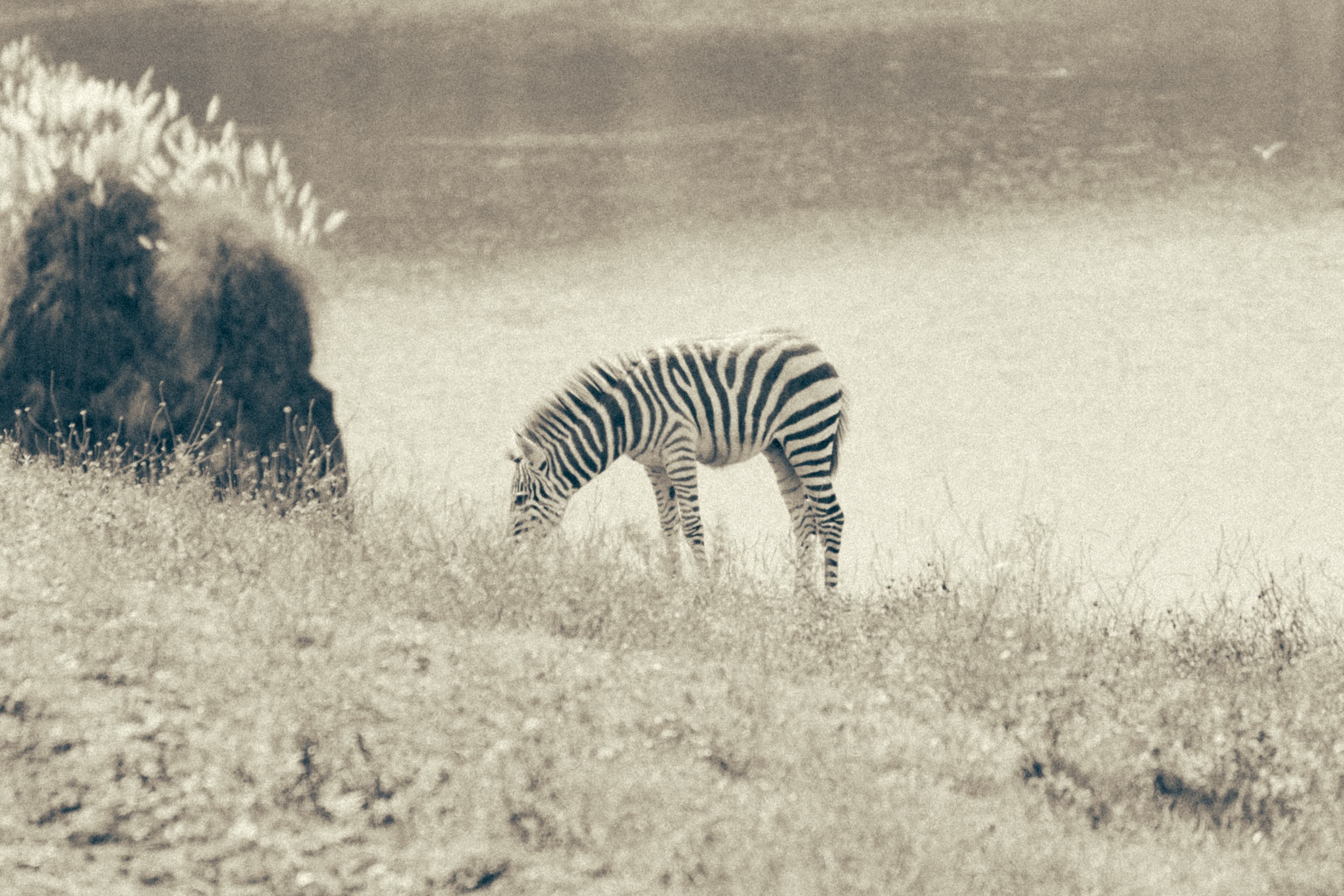 NATURALEZA - Capture 7