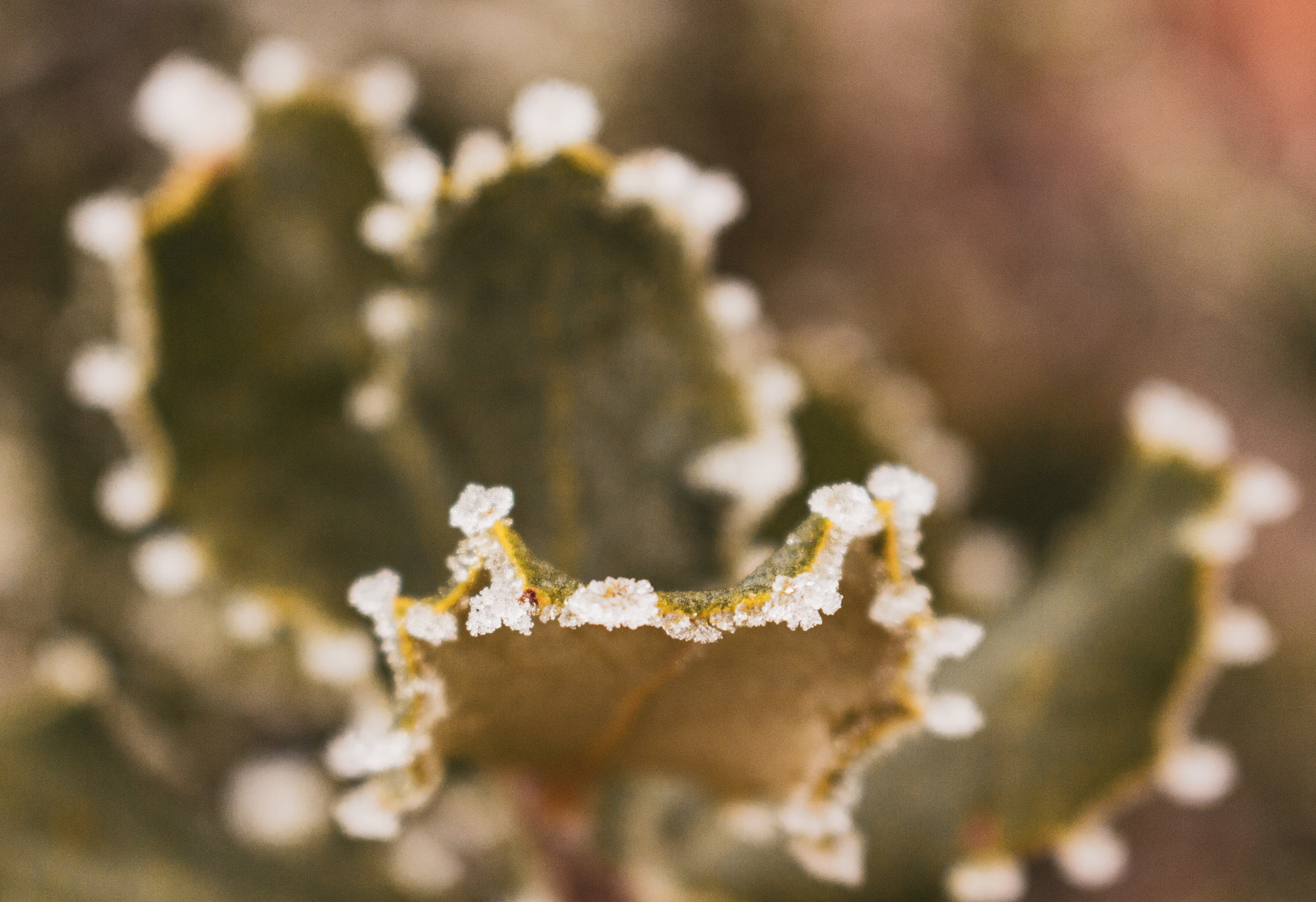 NATURALEZA - Capture 8